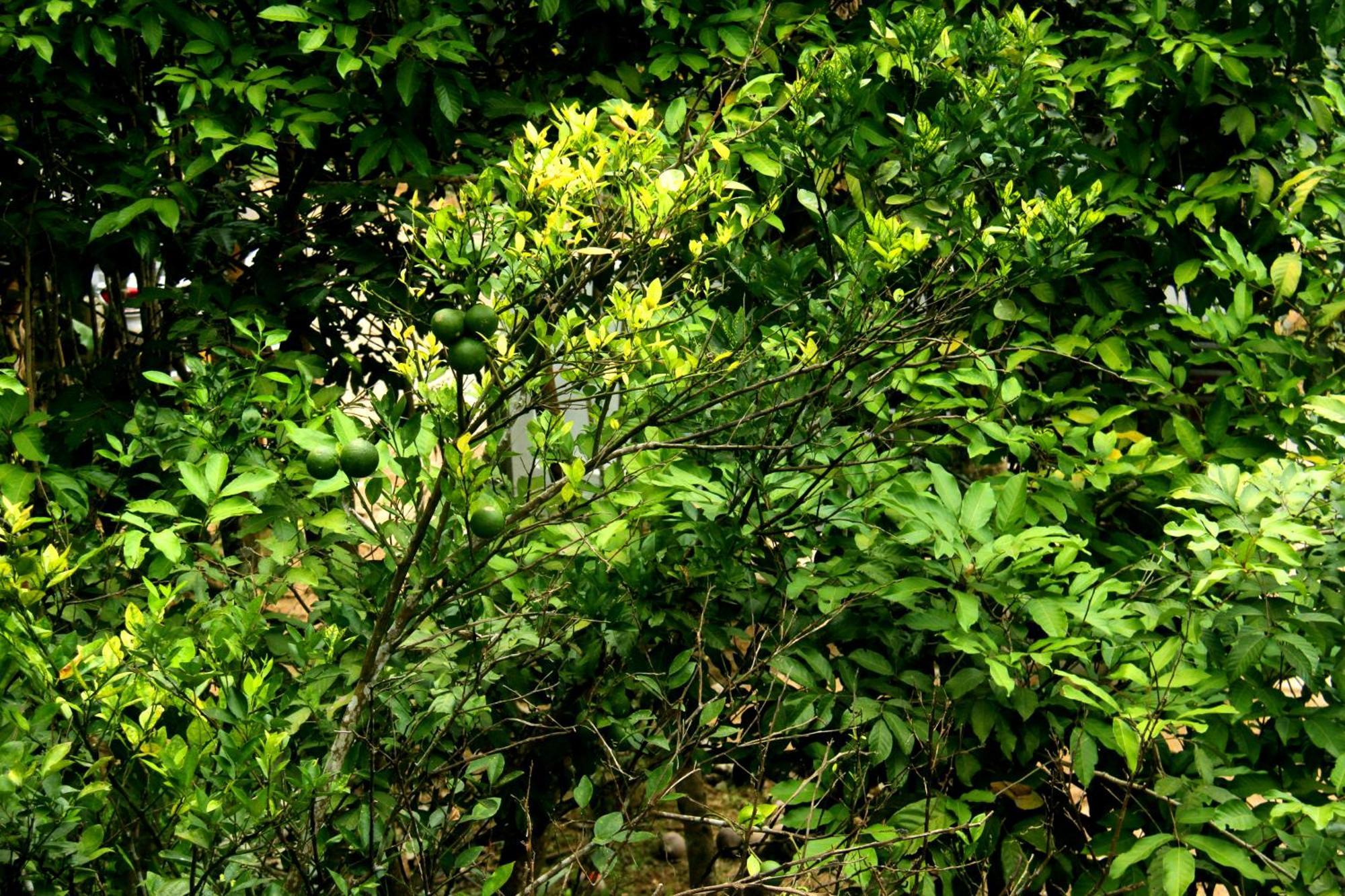 The Breeze Pinnawala Pinnawala  Exteriér fotografie